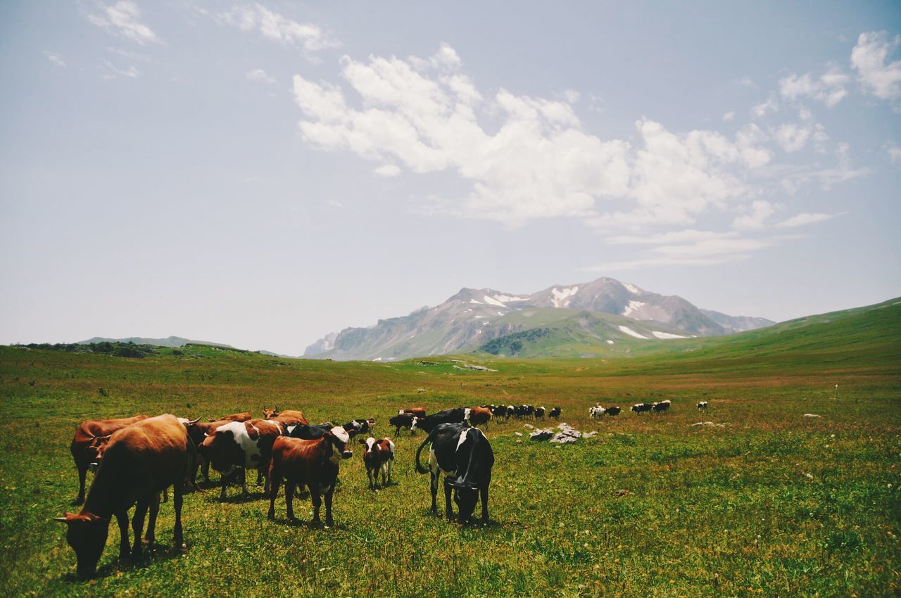 domestic animals, animal themes, livestock, mammal, landscape, field, mountain, grass, grazing, horse, sky, cow, mountain range, pasture, herbivorous, nature, domestic cattle, standing, tranquility, tranquil scene