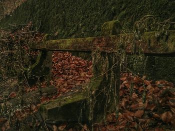 Reflection of trees in water