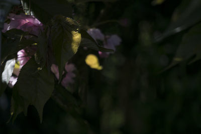 Close-up of flower plant