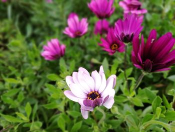 Close-up of pink cosmos flowers blooming outdoors