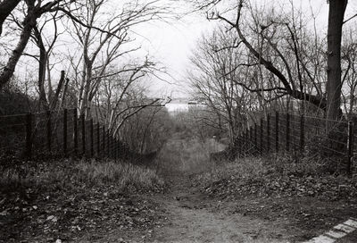 View of bare trees in forest