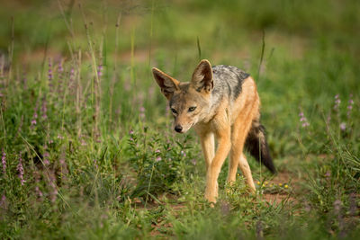 Black-backed jackal on grassy field