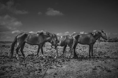 Horses on a field