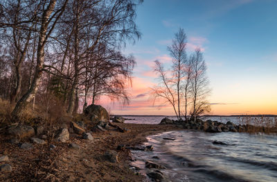 Bare tree on beach against sky during sunset