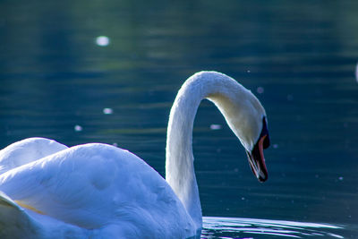 Close-up of swan swimming in lake