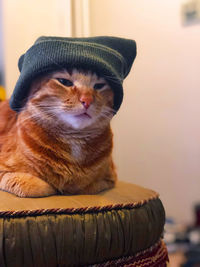 Close-up portrait of a cat