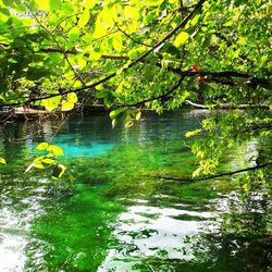 Reflection of trees in water