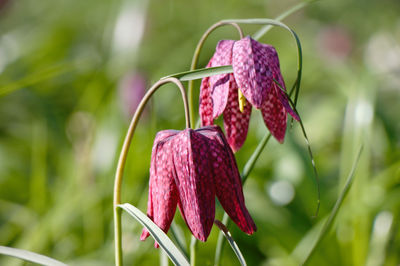 Close-up of pink flowering plant