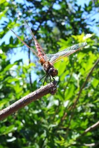 Close-up of dragonfly on plant