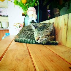 Cat lying on hardwood floor