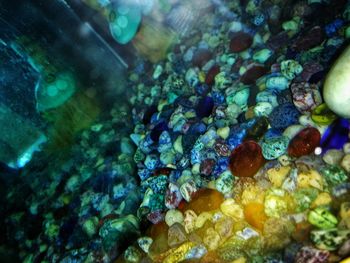 Close-up of coral in aquarium