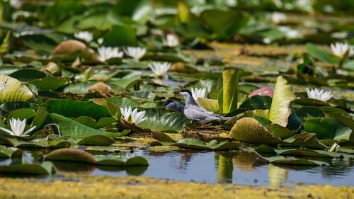 Bird perching on leaves floating in lake