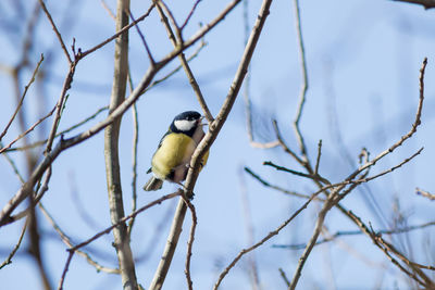 Bird perching on tree