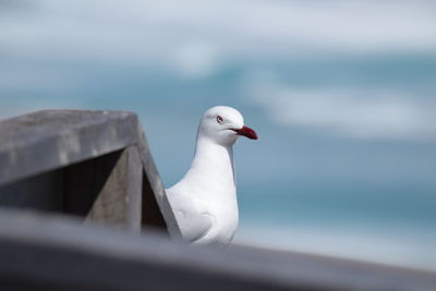 Seagull perching on a sea