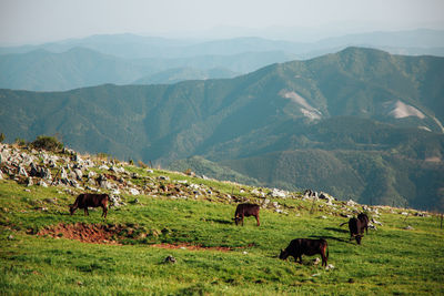 Horses grazing on field against mountain