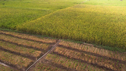 High angle view of agricultural field