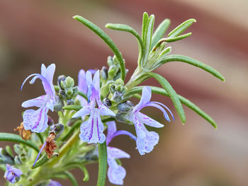 Close-up of purple flowering plant