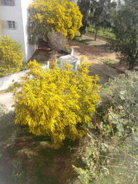 Yellow flowers growing on tree