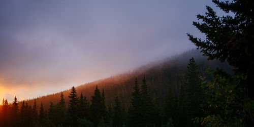 Scenic view of forest against sky during sunset