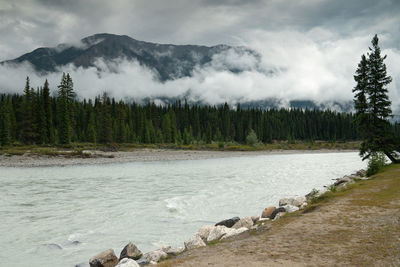 Scenic view of river in forest against sky