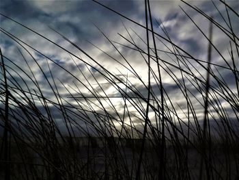Close-up of grass against sky during sunset