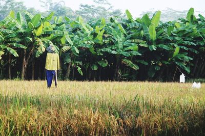 Rear view of man standing on field