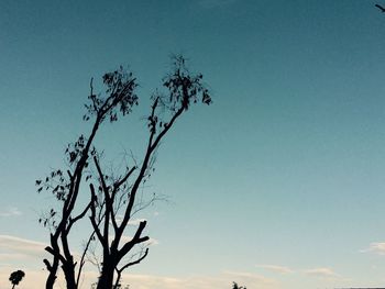 Low angle view of bare trees against blue sky