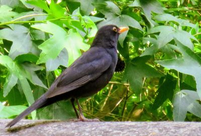 Close-up of bird perching on plant