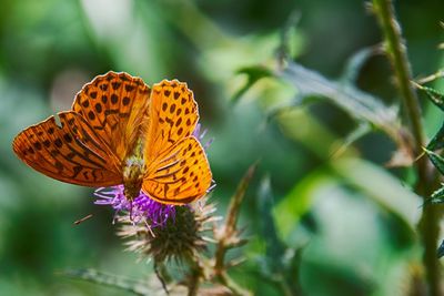 Close-up of butterfly pollinating on flower