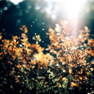 Defocused image of plants