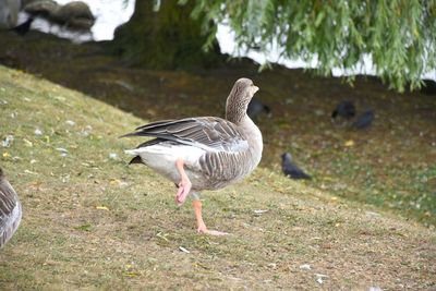 Side view of bird on field