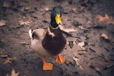 Close-up of bird in water