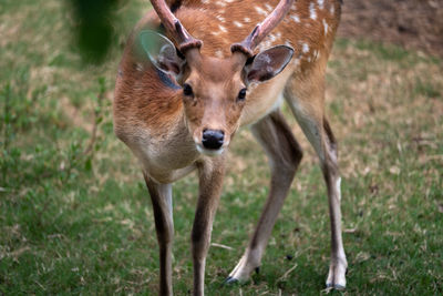 Close-up of deer standing on field