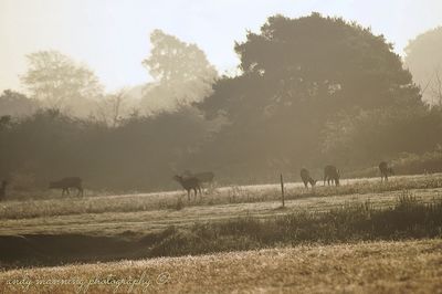 Cows grazing on field against sky