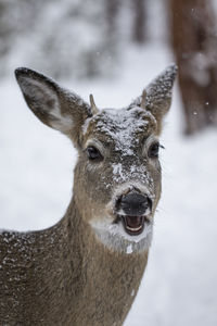 Close-up portrait of deer