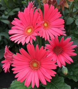 Close-up of pink flowers blooming outdoors