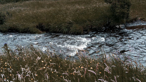 Scenic view of river flowing in forest