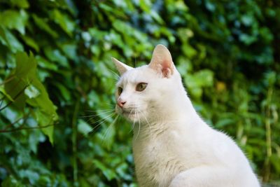 Close-up of a cat