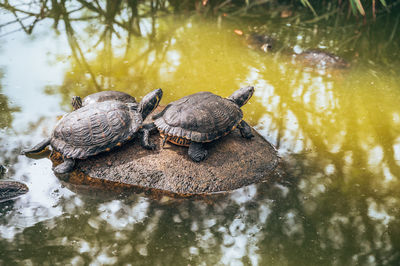 Close-up of a turtle in water