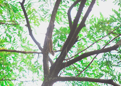 Low angle view of tree in forest