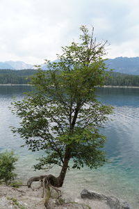 Tree by lake against sky