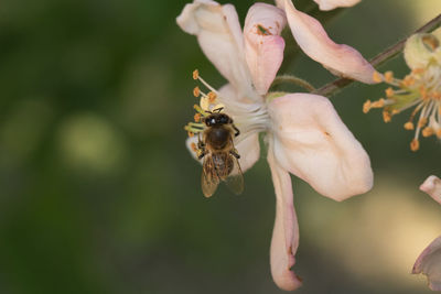 Close-up of bee on flower