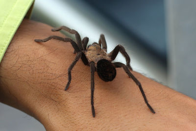 Close-up of spider on hand