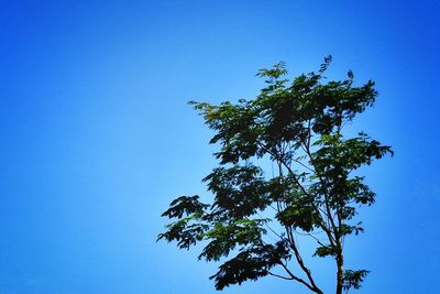 Low angle view of tree against blue sky