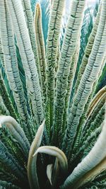 Close-up of cactus plant