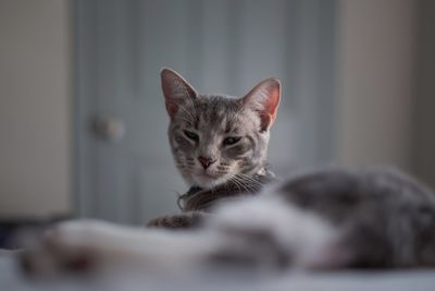 Close-up portrait of tabby kitten