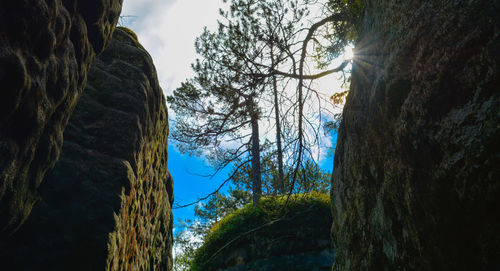 Low angle view of trees