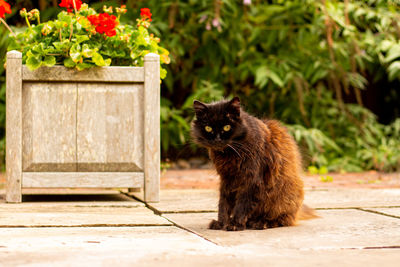 Portrait of a cat sitting on wood