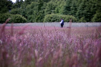 Full length of woman on purple flowering plants on field