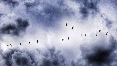 Low angle view of birds flying in sky